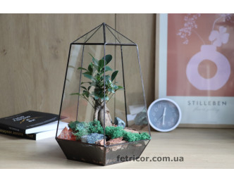 Флораріум з Фікусом (Бонсай) Архітектура