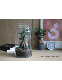 Флораріум з Фікусом (Бонсай) Органіка