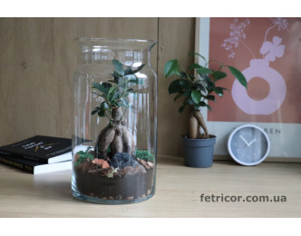 Флораріум з Фікусом (Бонсай) Органіка