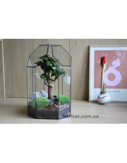 Флораріум з деревом бонсай Баобаб