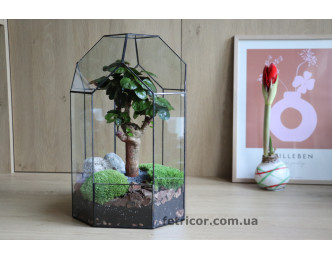 Флораріум з деревом бонсай Баобаб