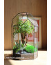 Флораріум з деревом бонсай Рослинна капсула 40см х 20см