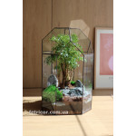 Флораріум з деревом Бонсай Капсула 40см х 20см