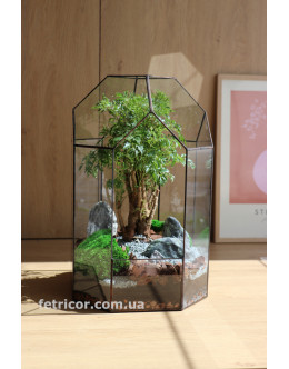 Флораріум з деревом Бонсай Капсула 40см х 20см