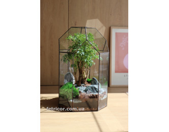 Флораріум з деревом Бонсай Капсула 40см х 20см