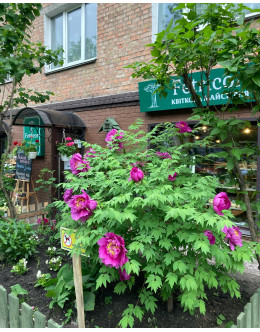 Давайте знайомитись)