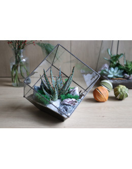 Флораріум з сукулентом Химера 22см х 20см 