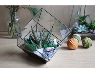 Флораріум з сукулентом Химера 22см х 20см 