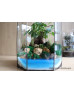 Флораріум з деревом Бонсай Подорож до мрії 40см х 25см