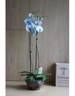 Флораріум з орхідеєю Акварель