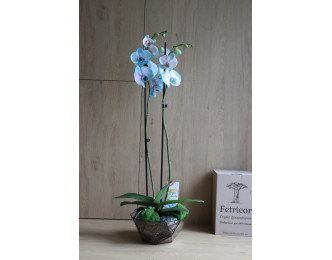 Флораріум з орхідеєю Акварель