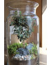 Флораріум в банці Дерево життя 30см