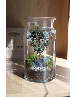 Флораріум в банці Дерево життя 30см