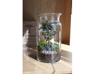 Флораріум в банці Дерево життя 30см