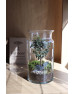 Флораріум в банці Дерево життя 30см