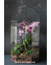 Флораріум з орхідеями "Афродіта"