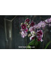 Флораріум з орхідеями "Афродіта"