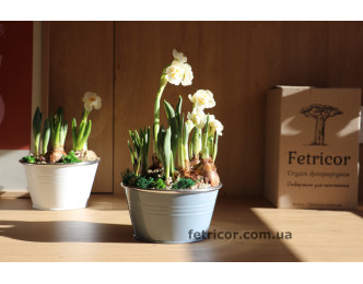 Металевий кошик з первоцвітами