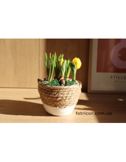 Кашпо з первоцвітами Весна