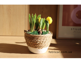 Кашпо з первоцвітами Весна
