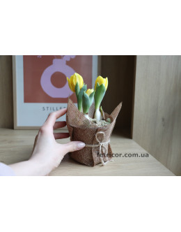 Горщик з тюльпанами в декоративній мішковині 8/15см