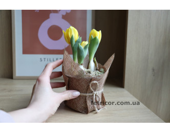 Горщик з тюльпанами в декоративній мішковині 8/15см