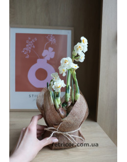 Горщик з піоновидними білими нарцисами 12/15см