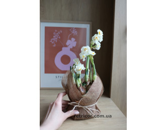 Горщик з піоновидними білими нарцисами 12/15см