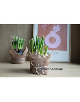 Горщик з блакитними Мускарі 12/15см