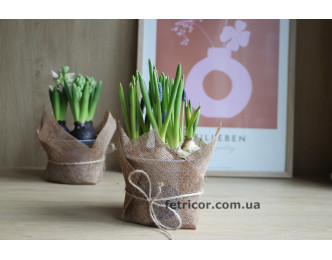 Горщик з блакитними Мускарі 12/15см