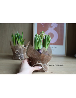 Горщик з трьома гіацинтами 12/15см