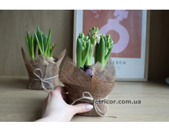 Горщик з трьома гіацинтами 12/15см