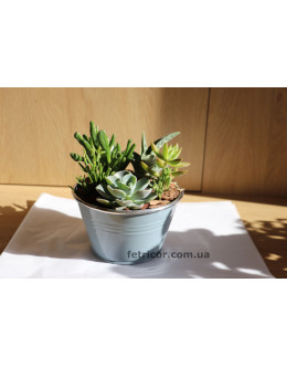 Металеве відерце з сукулентами
