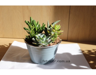 Металеве відерце з сукулентами