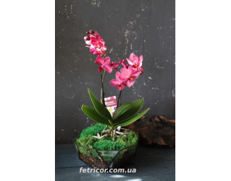 Флораріум з орхідеєю "Афродіта" 