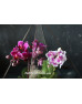 Флораріум з орхідеями "Грація" 