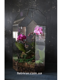 Флораріум з орхідеями "Тропічний коктель" 