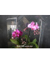 Флораріум з орхідеями "Тропічний коктель" 