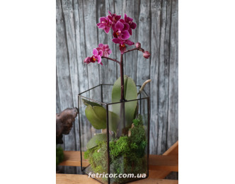 Флораріум з орхідеєю "Клеопатра" 