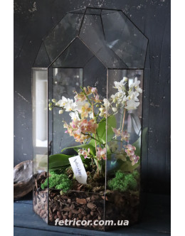 Флораріум з орхідеями "Paradise"