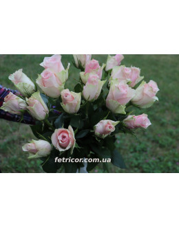 Букет з 19 троянд "Асена"