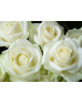 Букет 101 біла троянда Аваланч "Білосніжка" 