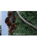 Картина зі стабілізованим мохом "Історія лісу" 