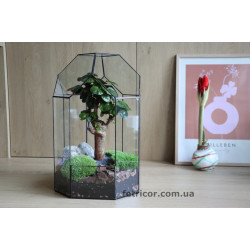 Флораріум з деревом бонсай Баобаб