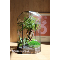 Флораріум з деревом бонсай Рослинна капсула 40см х 20см