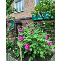 <b>Notice</b>: Undefined index: title in <b>/sata1/home/users/fetricor/www/www.fetricor.com.ua/catalog/view/theme/default/template/module/newsblog_articles.tpl</b> on line <b>12</b>