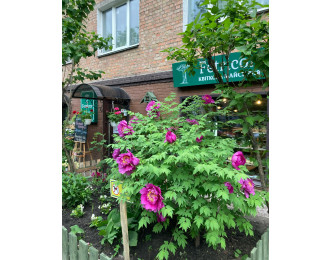 Давайте знайомитись)