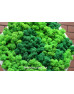 Картина зі стабілізованим мохом "Зелені соти"