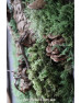 Картина зі стабілізованого моху "Норвезький ліс"
